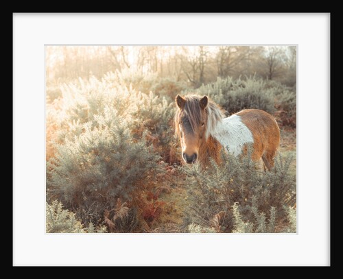 Horse in forest by Assaf Frank